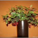 황토내음 이미지