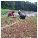 세레나농장 이미지