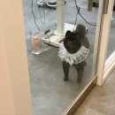 또왕또왕 Dog Salon 이미지