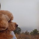 미용해주개 이미지