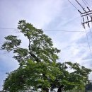 느티나무 이미지