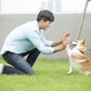 강아지분양 고양이분양 헬로브리더 이미지