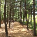 경춘선솔밭길 이미지