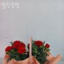 열린꽃방