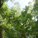 남원 진기리 느티나무 이미지