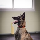 루카스독트레이닝 이미지