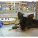 행복튼튼동물병원 이미지