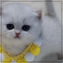 고양이분양 주식회사 제나캣 | 부산 수영구 제나캣에서 만난 귀염둥이 랙돌 분양 후기!