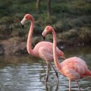 플라밍고 이미지