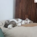 우유 | 🥛 제주 동문시장 시소 카이막 우유 후기 | 제주투어패스로 달달한 마무리!