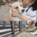 동물농장 이미지