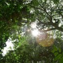 (숲치유) 04. 숲은 자연광선 치료실 - 비타민 D 생성에 도움이 되는 음식 이미지
