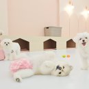 여기엇댕 이미지