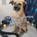 효효그루밍 이미지