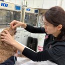 대성동물병원 | 전주 대성동물병원 Well 방문 전, 이 글부터 보세요 <+체크리스트 3가지>