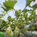 코코농원 이미지