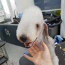 코아루 똥강아지 이미지