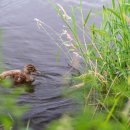 미운오리새끼 이미지