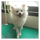 곁에 있을개 이미지