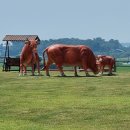 용현목장 이미지