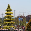 연천국화축제에서2 이미지