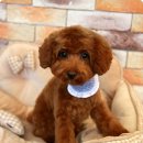 엘리펫 살롱 이미지