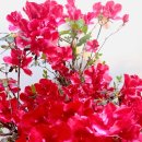 아젤리아 이미지