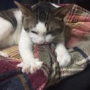 광양동물메디컬센터 이미지