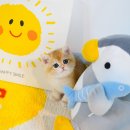 브리티쉬숏헤어 캐터리 이미지