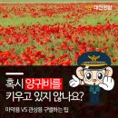 "바람에 날아와서 모르고"..양귀비 몰래 재배한 20명 적발 이미지