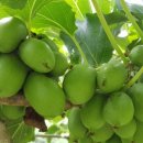 우림농장1 이미지