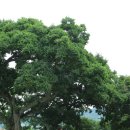 법성포 숲쟁이공원 이미지