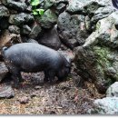 선녀와 나무꾼 이미지