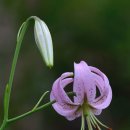 알파행정사 이미지