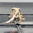 네스트렙타일 - 서대문구 통일로39가길 2 | 서울경기 파충류샵 방문 후기 (가격,사육환경, 퀄리티대비 가격대 정보)