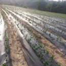 자양농장 이미지