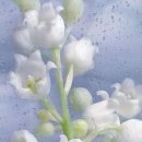 향기세탁 이미지