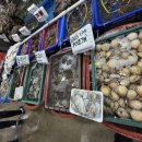 염창 | 바가지 없는 노은수산물시장 맛집 염창수산 박세리 단골 후기 홍가리비 석화 포장 추천