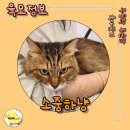 소중하냥 이미지