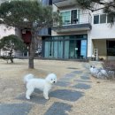 쉼표고성 | [감성 애견펜션] 반려생활에서 만나는 감성스테이, 중형견들 환영해요!