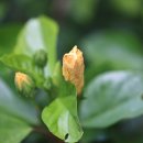 무궁화비료 이미지