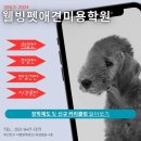 웰빙펫애견미용학원 네이버블로그