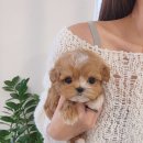 켄넬203 말티푸분양, 미니비숑분양 이미지