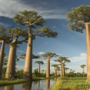 자라는나무 이미지