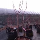 성목목장 이미지