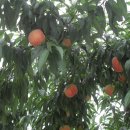 학석보건진료소 이미지