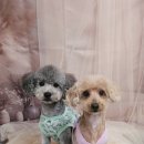 안나펫살롱 이미지