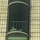 혜원어린이집 | 두쫀쿠를 먹었어요🧆