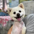 복슬 강아지 이미지