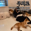 쿠치로 | 전주애견동반 강아지카페 쿠치로 방문후기!